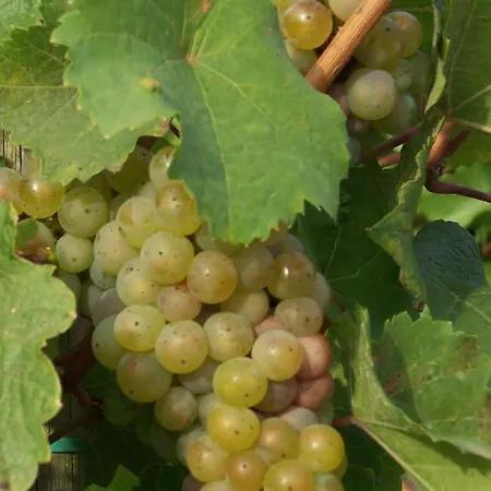 Apartamento Moselliebe