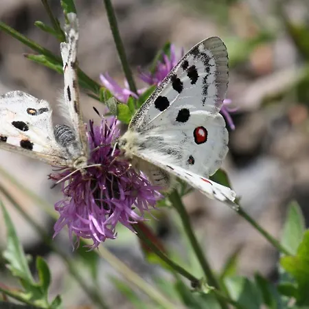 Moselliebe Apartamento Lehmen
